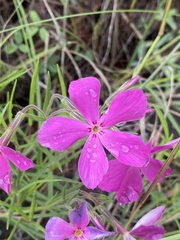 Phlox nana