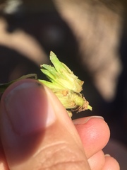 Asphondylia ceanothi