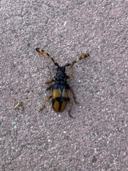 Dendrobias mandibularis