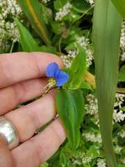 Commelina communis