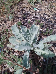 Glaucium flavum