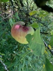 Malus sylvestris