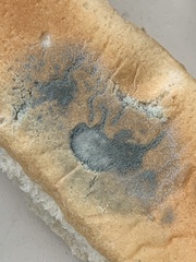 Penicillium