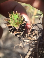 Asphondylia ceanothi