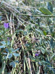 Medicago