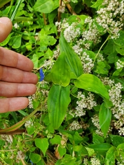 Commelina communis