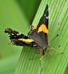 Vanessa hippomene hippomene