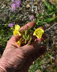 Oenothera villosa