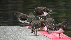 Arenaria melanocephala