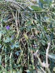 Medicago
