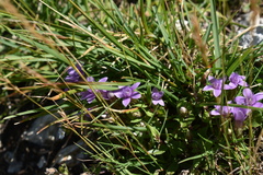 Gentianella