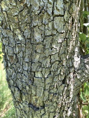 Neonectria ditissima