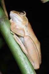Polypedates megacephalus