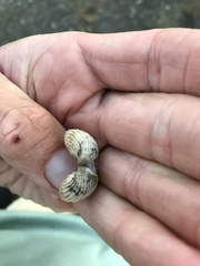 Cardiidae