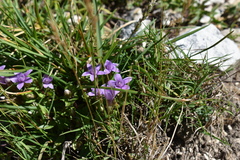 Gentianella
