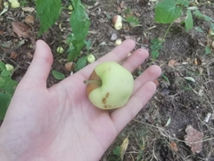 Malus sylvestris