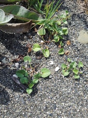 Calystegia soldanella