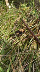 Bombus nevadensis