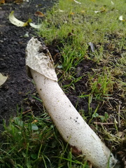 Phallus impudicus