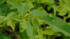 Pyrgomorphidae
