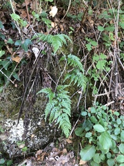 Asplenium