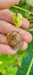 Ptelea trifoliata