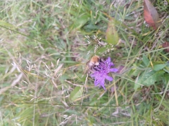 Bombus pascuorum