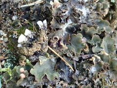 Peltigera rufescens