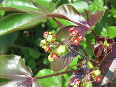 Jatropha gossypiifolia
