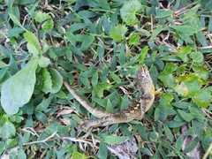 Diploderma swinhonis