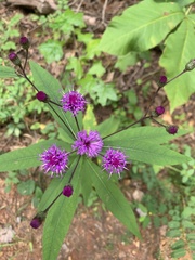 Vernonia noveboracensis
