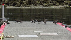 Arenaria melanocephala