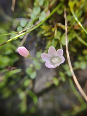 Lysimachia tenella