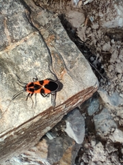 Tropidothorax leucopterus