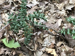 Ruscus aculeatus