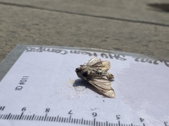 Alsophila pometaria