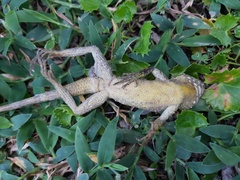 Diploderma swinhonis