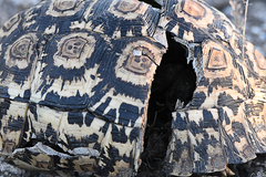 Stigmochelys pardalis