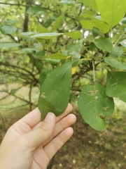 Malus sylvestris