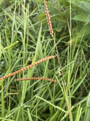 Paspalum laeve