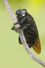 Mallophora leschenaulti