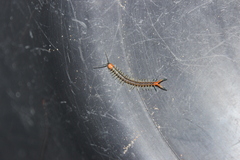Scolopendra cingulata