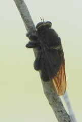 Mallophora leschenaulti