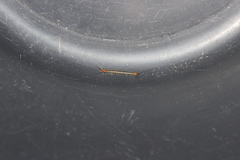 Scolopendra cingulata