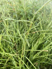 Paspalum laeve