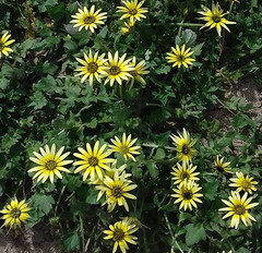 Arctotheca calendula