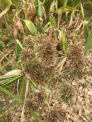 Cyperus eragrostis