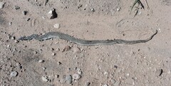 Thamnophis elegans vagrans