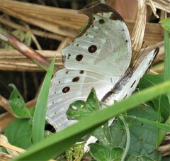 Protogoniomorpha parhassus