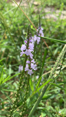 Verbena simplex
